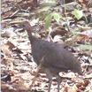 Great Tinamou